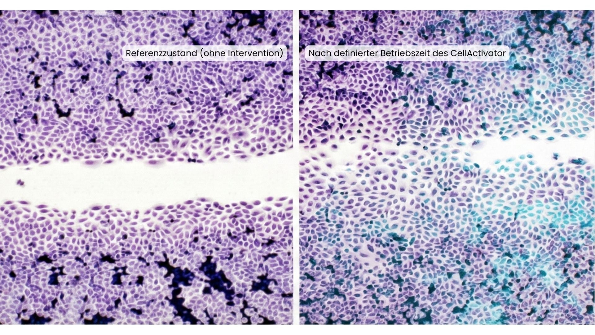 Zellbasierte Laboraufnahme unter kontrollierten Bedingungen – Vergleich zwischen Referenzzustand und Zustand nach definierter Betriebszeit des CellActivator.